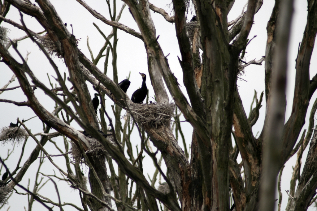 VWG vogelreis Oost Duitsland mei 2010 498